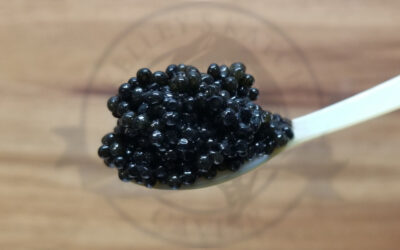 Hackleback Caviar