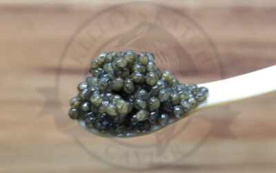 White Sturgeon Caviar